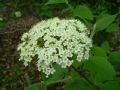 Viburnum lantana